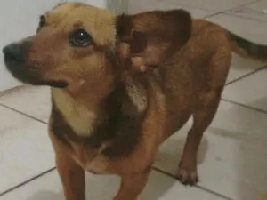 Cachorro raça SRD c/ Dachshund (salsicha) idade 2 a 6 meses nome S/N