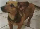 Cachorro raça SRD c/ Dachshund (salsicha) idade 2 a 6 meses nome S/N