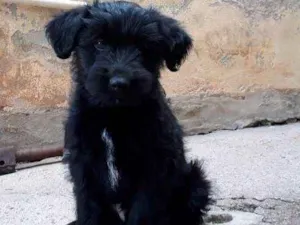 Cachorro raça Vira-lata  idade 2 a 6 meses nome Sem nomes 