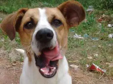 Cachorro ra a SRD idade 2 anos nome lindo