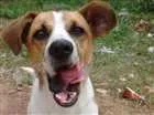 Cachorro raça SRD idade 2 anos nome lindo