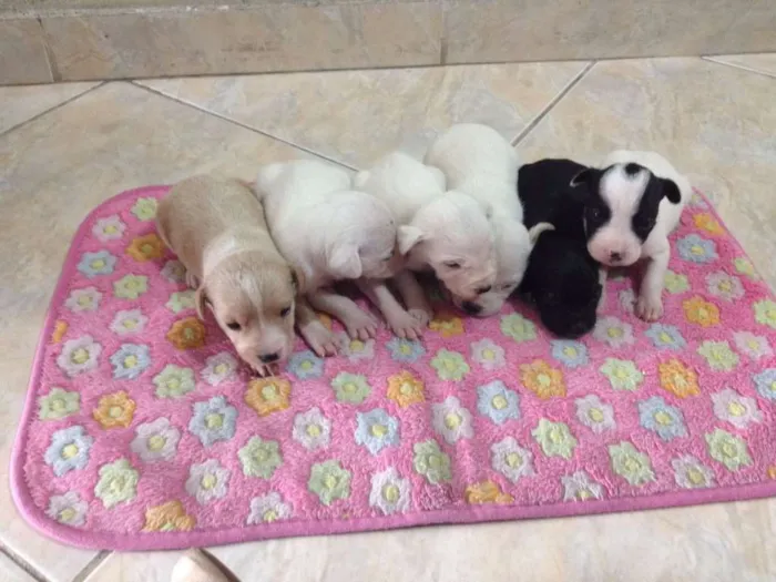 Cachorro ra a Sem raça definida idade Abaixo de 2 meses nome Não tem nome
