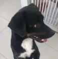 Pretinha
