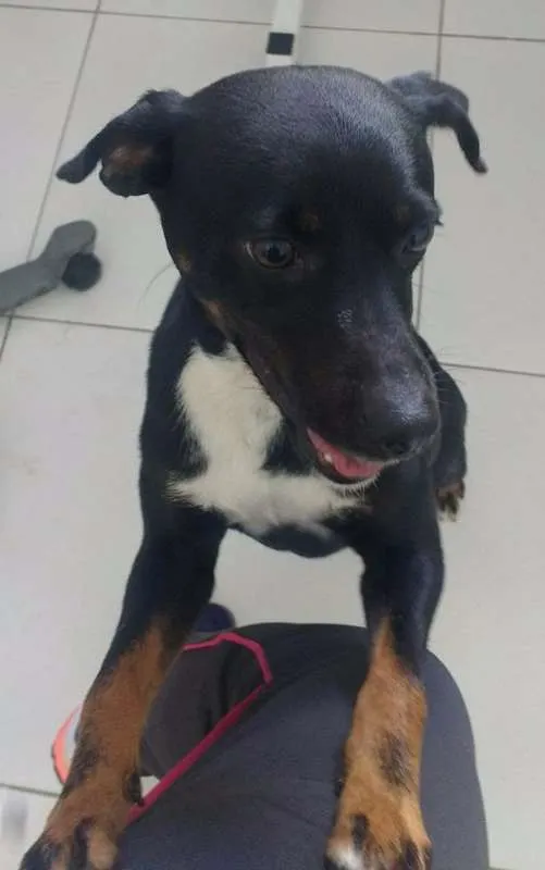 Cachorro ra a Vira lata idade 2 anos nome Pretinha