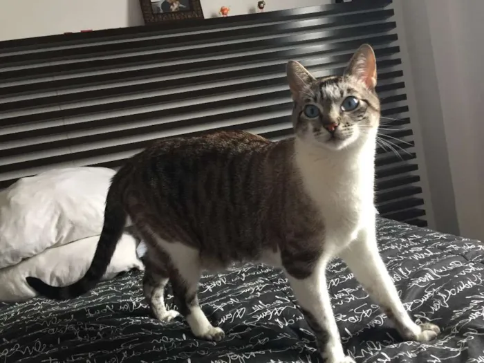 Gato ra a SRD idade 4 anos nome Gato