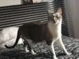 Gato
