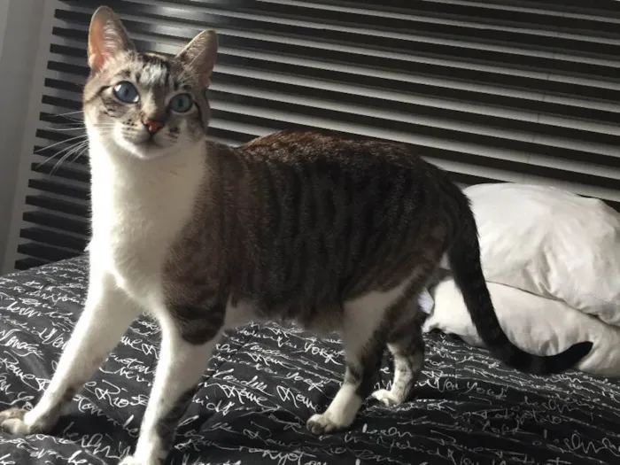 Gato ra a SRD idade 4 anos nome Gato