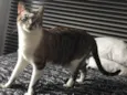 Gato