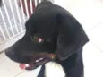 Pretinha