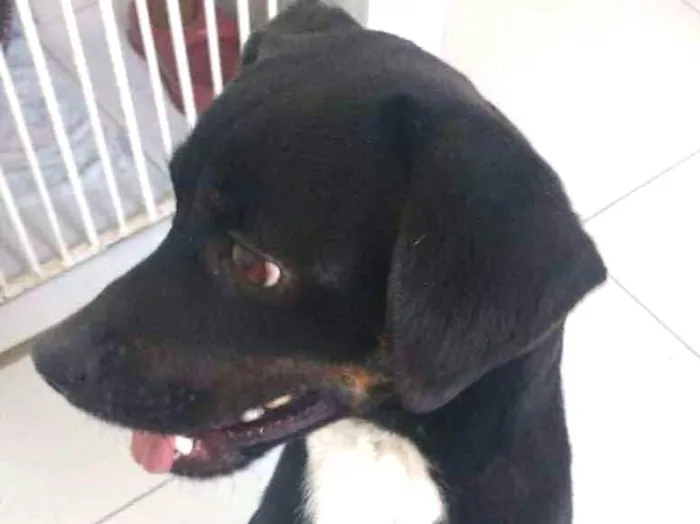 Cachorro ra a Vira lata idade 2 anos nome Pretinha