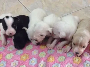 Cachorro raça Sem raça definida idade Abaixo de 2 meses nome Não tem nome