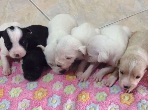 Cachorro ra a Sem raça definida idade Abaixo de 2 meses nome Não tem nome
