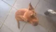 Jolie