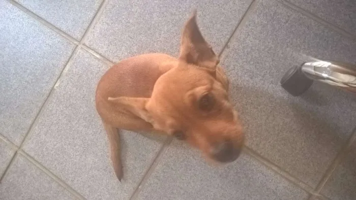 Cachorro ra a Basset-Cofap idade 7 a 11 meses nome Jolie