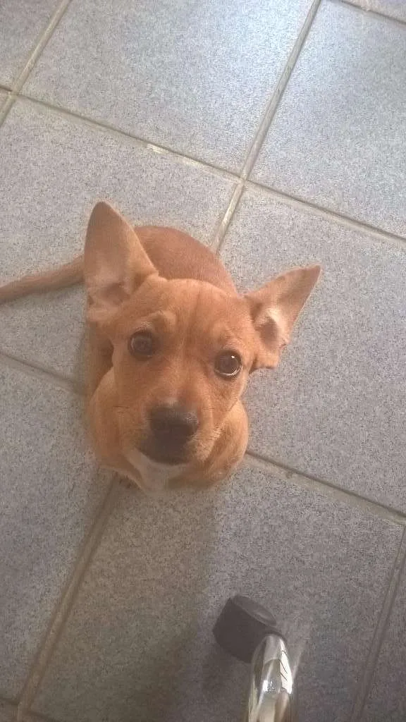 Cachorro ra a Basset-Cofap idade 7 a 11 meses nome Jolie