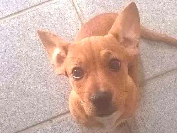 Cachorro ra a Basset-Cofap idade 7 a 11 meses nome Jolie