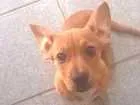 Cachorro raça Basset-Cofap idade 7 a 11 meses nome Jolie