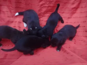 Cachorro raça Vira-lata idade Abaixo de 2 meses nome Sem nomes