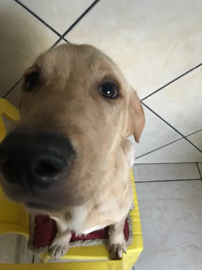 Cachorro ra a Labrador com Golden r  idade 2 a 6 meses nome -