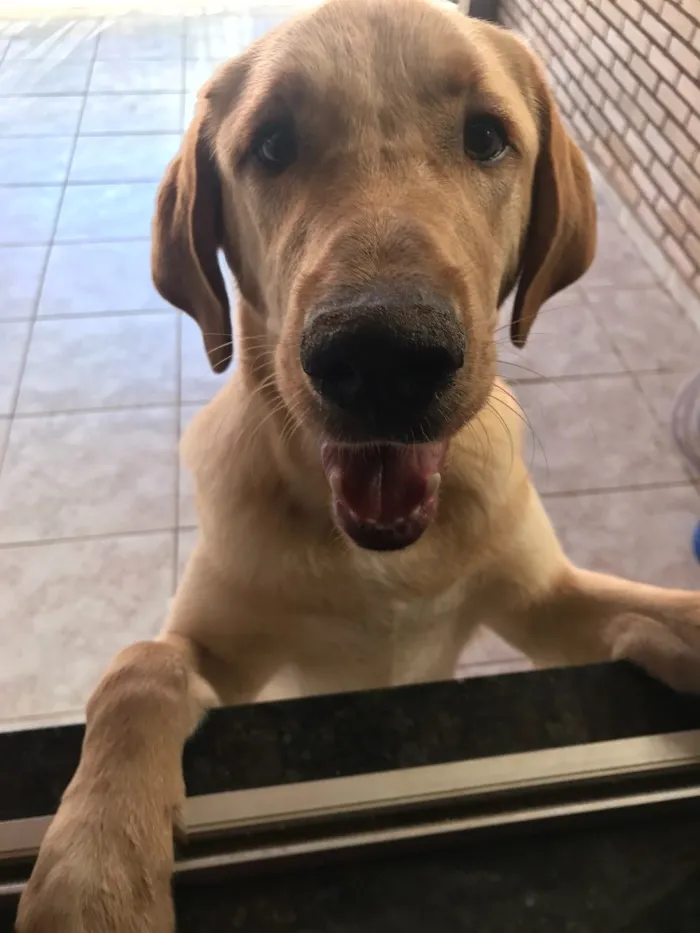 Cachorro ra a Labrador com Golden r  idade 2 a 6 meses nome -
