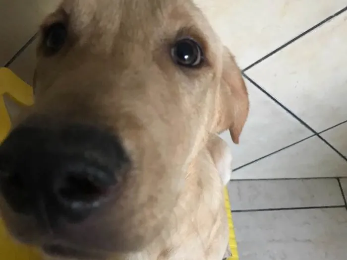 Cachorro ra a Labrador com Golden r  idade 2 a 6 meses nome -