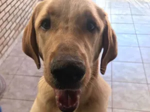 Cachorro raça Labrador com Golden r  idade 2 a 6 meses nome -