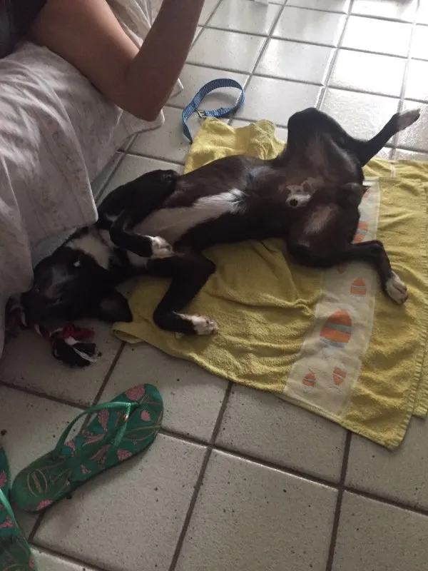 Cachorro ra a SRD idade 7 a 11 meses nome Elton John