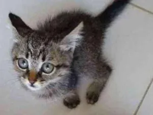 Gato raça  idade 2 a 6 meses nome Sem nome