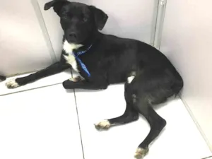 Cachorro raça SRD idade 7 a 11 meses nome Elton John