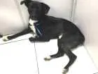 Cachorro raça SRD idade 7 a 11 meses nome Elton John