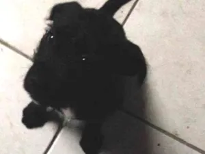Cachorro raça SRD idade Abaixo de 2 meses nome Neguinha