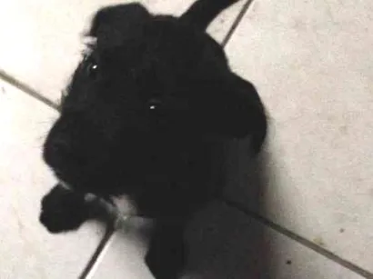 Cachorro raça SRD idade Abaixo de 2 meses nome Neguinha