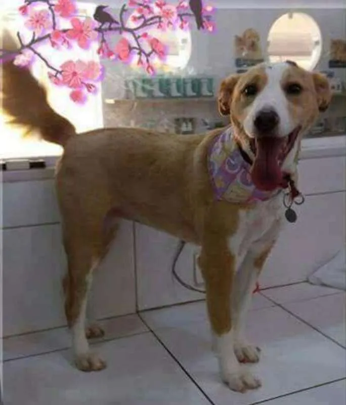 Cachorro ra a SRD idade 2 anos nome Malu