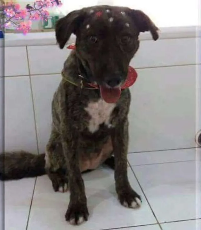 Cachorro ra a SRD idade 2 anos nome Luma
