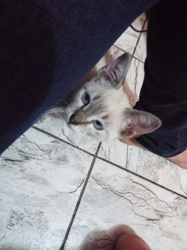 Gato ra a Não sei dizer idade Abaixo de 2 meses nome Mia