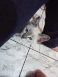 Mia