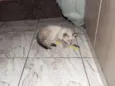 Mia