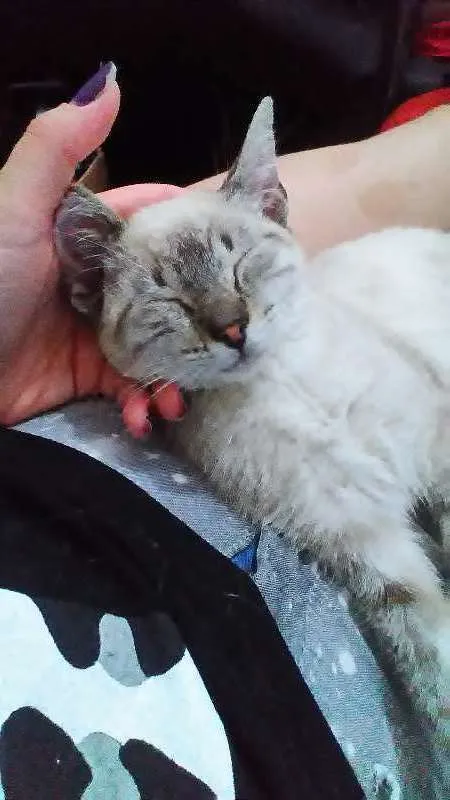 Gato ra a Não sei dizer idade Abaixo de 2 meses nome Mia