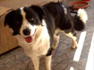Cachorro raça mestiço border collie idade 1 ano nome sem nome