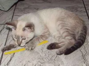 Gato raça Não sei dizer idade Abaixo de 2 meses nome Mia