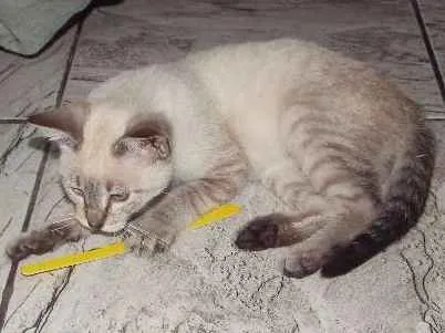 Gato ra a Não sei dizer idade Abaixo de 2 meses nome Mia