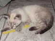 Mia