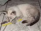 Gato raça Não sei dizer idade Abaixo de 2 meses nome Mia