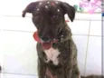 Luma