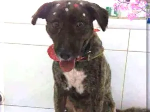 Cachorro raça SRD idade 2 anos nome Luma