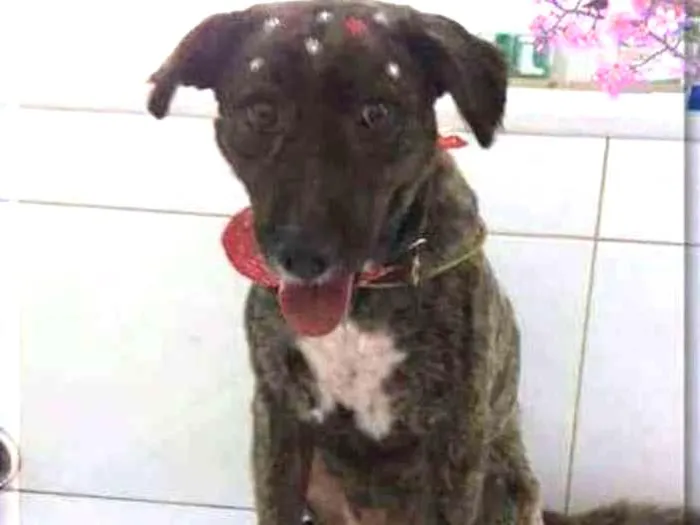 Cachorro ra a SRD idade 2 anos nome Luma