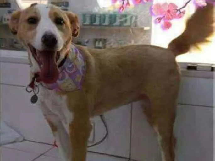 Cachorro ra a SRD idade 2 anos nome Malu