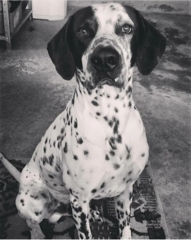 Cachorro raça Dalmata idade 2 anos nome Thor