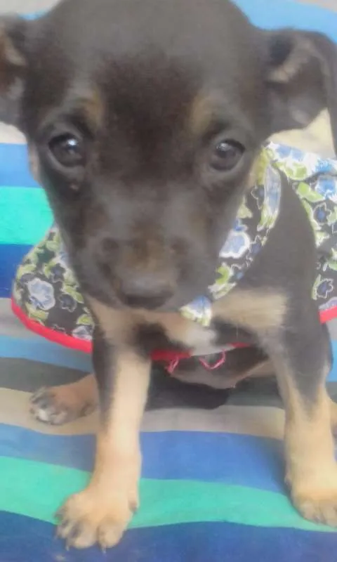 Cachorro ra a Vira lata idade Abaixo de 2 meses nome S/N