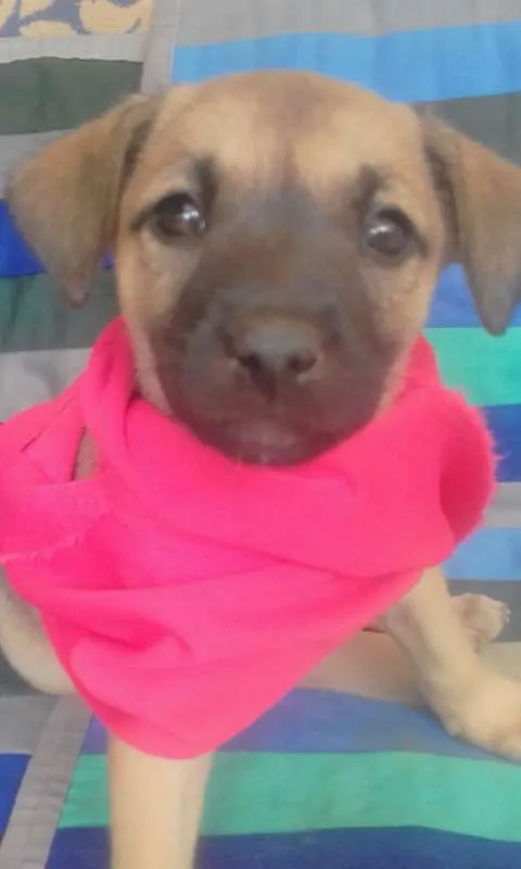 Cachorro ra a Vira lata idade Abaixo de 2 meses nome S/N
